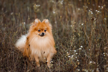 Cute fluffy Pomeranian spitz dog sitting in a autumn forest. 