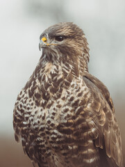 Common buzzard portrait. Predator bird.