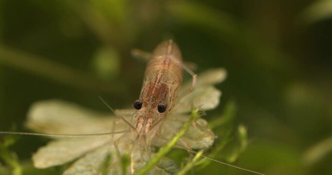 Amano shrimp (Caridina multidentata or Caridina japonica) front view. Close-up.