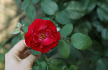 Red rose flower in the garden
