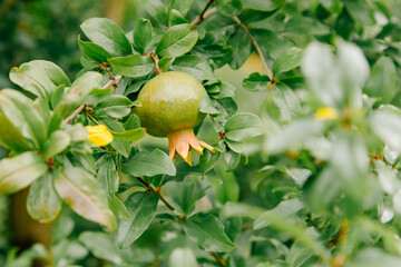 A Pomegranate plant with blossom and fruit