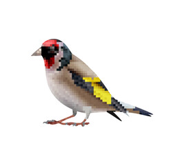Goldfinch Exotic Bird Composition