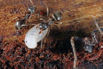 Garden ant Lasius sp. Worker ants caring to larvae after nest was uncovered.