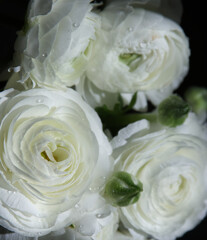 Bouquet of white tender ranunculus close-up