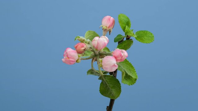 Macro time lapse apple tree flowers blooming on blue background
