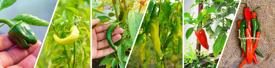 Collage of vegetables pepper. Healthy eating concept. Gardening, banner background