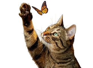 PNG. A cute striped cat is playing with a butterfly. Isolate