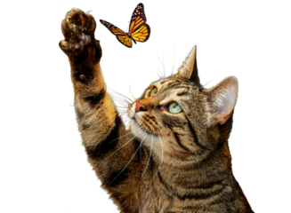 PNG. A cute striped cat is playing with a butterfly. Isolate