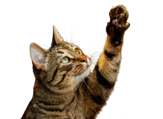 PNG. Cute tabby cat plays with its paw
The cat raised its paw and carefully looks at the object