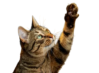 Gardinen Katze PNG. Cute tabby cat plays with its paw The cat raised its paw and carefully looks at the object  © Nataliya Schmidt