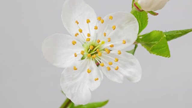 Macro time lapse apple tree flowers opening on white background close-up