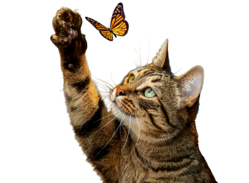 PNG. A cute striped cat is playing with a butterfly. Isolate