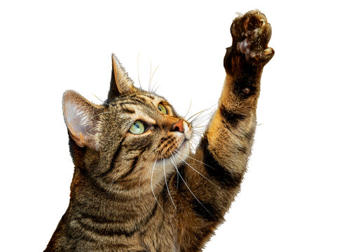 PNG. Cute tabby cat plays with its paw
The cat raised its paw and carefully looks at the object