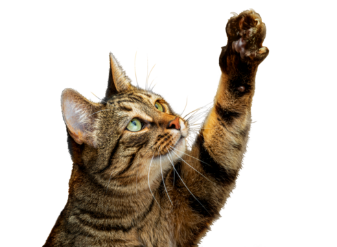PNG. Cute tabby cat plays with its paw
The cat raised its paw and carefully looks at the object