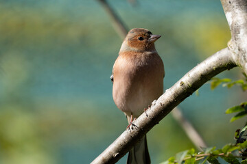 bird on a branch