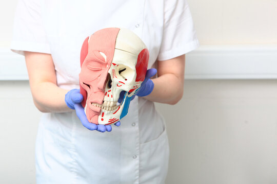 A mannequin of a human skull in the hands of a doctor. Facial muscles on a mannequin. Teeth and bones on a mannequin of a human skull. Visual aid for dentists. White background.