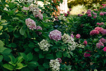 Colorful Hydrangea in a romantic garden