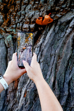 A woman taking a picture of a tree on her smartphone. Close-up