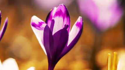 Spring background with purple Crocus iridaceae blooming in early spring. Crocus iridaceae , macro, background