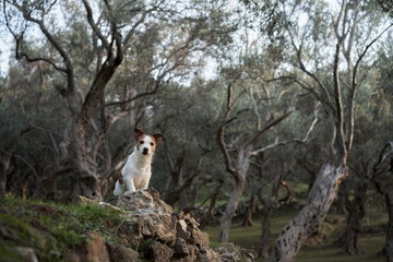 the dog near the olive tree. Jack Russell Terrier in an grove in nature. Pet in park 