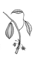 Hand drawn illustration of a Cacao branch. Pencil graphite drawing. Isolated item, without background.