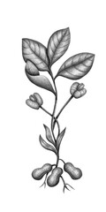 Hand drawn illustration of a Peanut stem plant. Pencil graphite drawing. Isolated item, without background.