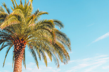 Fototapeta na wymiar Tropical palm tree againt blue sky, copy space
