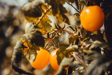 Yellow tomatoes grow on a green branch