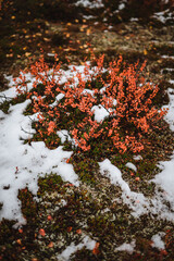 Cute little plants with snow in autumn Norway