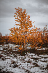 Trees in the norwegian landscape on a moody autumn day