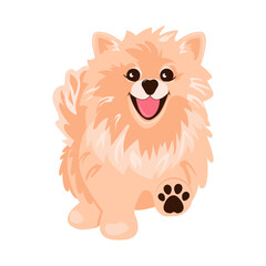 Walking dog. Cute pomeranian spitz
