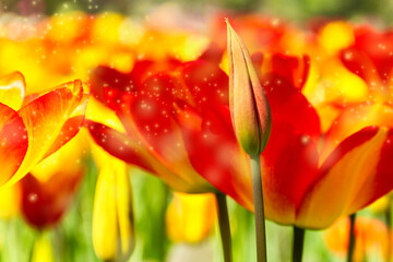 Flower background of tulips with bokeh, pastel and soft focus, unfocused blurred.