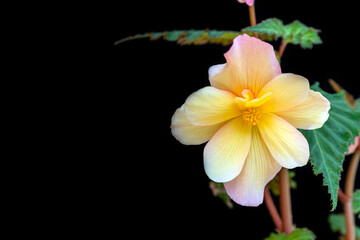 Tender pink-yellow begonia, isolate on black background with copy space. Home flowers, hobby. Floral card.