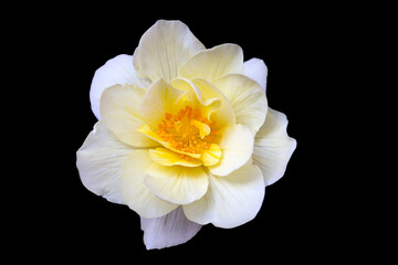 Obraz na płótnie Canvas Delicate white-yellow begonia flower, isolate on black background with copy space. Home flowers, hobby. Floral card.