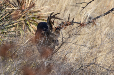 Buck Coues Whitetail Deer in the Chiricahua Mountains Arizona