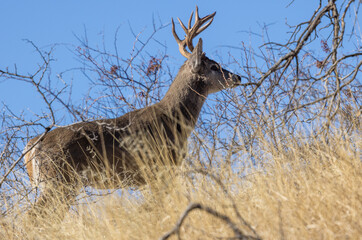 Naklejka na ściany i meble Buck Coues Whitetail Deer in the Chiricahua Mountains Arizona