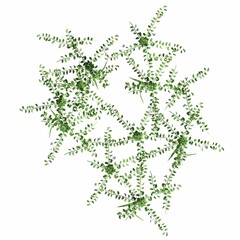 wild field grass, top view, isolated on white background, 3D illustration, cg render