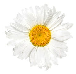 Beautiful chamomile flower