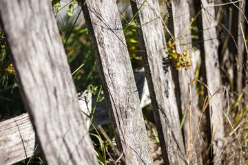 Broken fence. A rickety wooden fence. Old wooden fence.