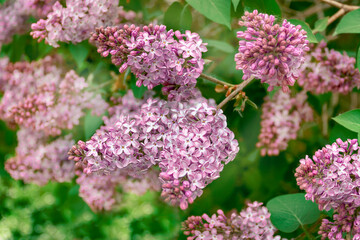 Blooming lilac branches, selective focus. Purple-lilac flower with blurred green leaves.