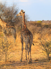 Giraffe in natural habitat in Waterberg Plateau National Park. Namibia.