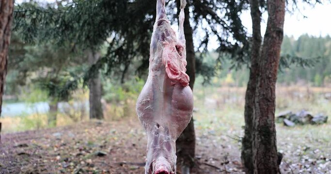 Meat carcass hanging on tree in village 4k movie slow motion 