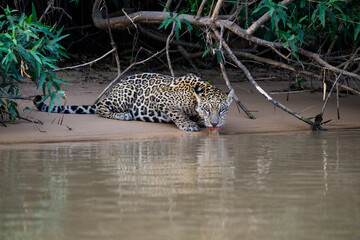 Fototapeta na wymiar Wild Jaguar drinking water from the river in Pantanal, Brazil