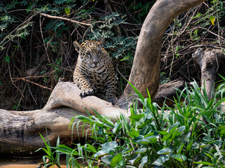 Fototapeta na wymiar Wild Jaguar sitting on snag in Pantanal, Brazil