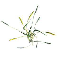 wild field grass, top view, isolated on a transparent background, 3D illustration, cg render