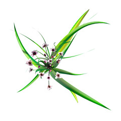 wild field grass, top view, isolated on a transparent background, 3D illustration, cg render