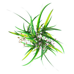 wild field grass, top view, isolated on a transparent background, 3D illustration, cg render