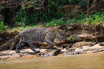 Fototapeta na wymiar Wild Jaguar walking on river's sandbank in Pantanal, Brazil
