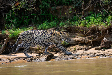Wild Jaguar walking on river's sandbank in Pantanal, Brazil