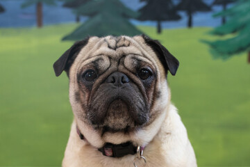 Cute pug dog head shot